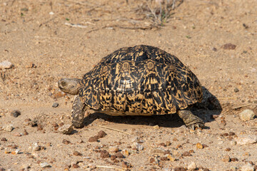 Tortue léopard, Geochelone pardalis