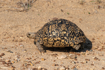 Tortue léopard, Geochelone pardalis
