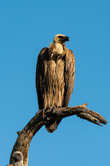 Vautour charognard,.Necrosyrtes monachus, Hooded Vulture