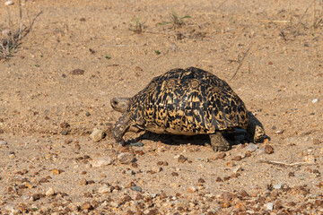 Tortue léopard, Geochelone pardalis