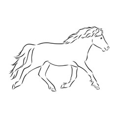 Vector hand drawing pony isolated on white background, pony horse, vector sketch illustration
