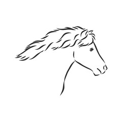 Vector hand drawing pony isolated on white background, pony horse, vector sketch illustration