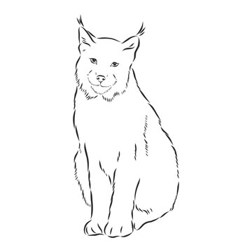 recommend clip art: sitting lynx design - wild bobcat black and white vector outline, lynx , vector sketch illustration