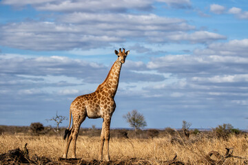 Giraffe searching for food in the Kruger National Park in South Africa