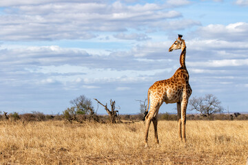Naklejka na ściany i meble Giraffe searching for food in the Kruger National Park in South Africa