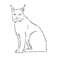sitting lynx design - wild bobcat black and white vector outline, lynx , vector sketch illustration