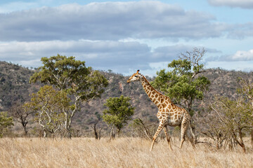 Giraffe searching for food in the Kruger National Park in South Africa