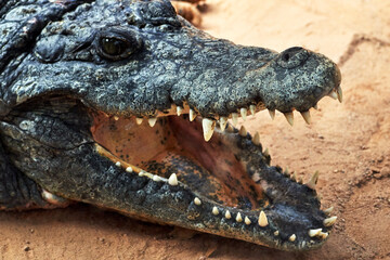 Obraz premium beautiful nile crocodile with open mouth showing teeth in a zoo in valencia spain