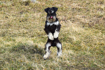A dog standing on its hind legs on the lawn