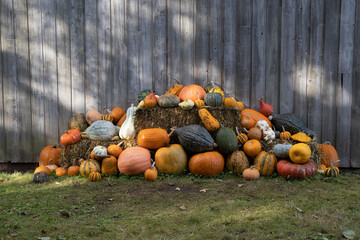 Pile of pumpkins and gourds in front of a weathered grey barn in the woods.