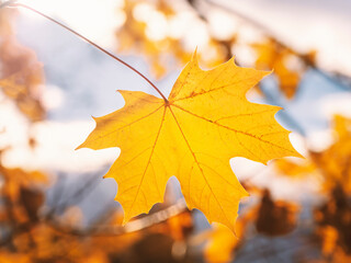 Yellow maple leaf on a bright natural sunny background