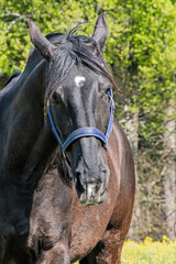 Obraz premium Lusitano Pferd von vorne mit skeptischem Blick 