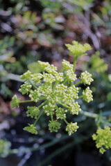 Euphorbia fiore assolato