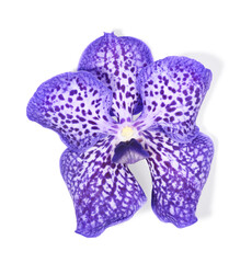 Vanda orchid flower isolated on white background
