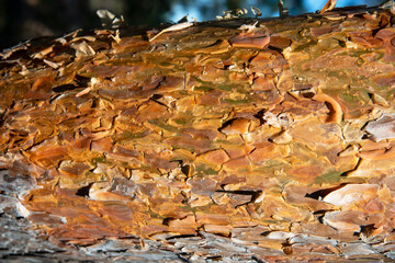 Close texture of orange pine tree bark. The natural background