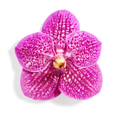 Pink vanda orchid flower isolated on white background