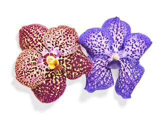 Vanda orchid flowers isolated on white background