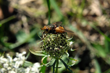 A selective focus shot of an insect on a green plant and blurred background - Stockphoto 