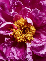 Pink peony flower with yellow heart