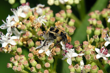 Trichius gallicus - Makroaufnahme von Pinselkäfer  - Stockfoto