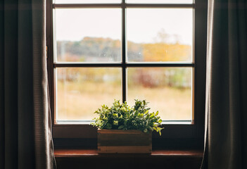 Fototapeta premium Green houseplants in the pot on the windowsill. Country house vintage window with curtains view.