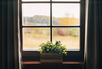 Green houseplants in the pot on the windowsill. Country house vintage window with curtains view.