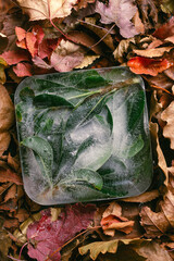 Frozen green leaves in ice cube on autumn orange leaves