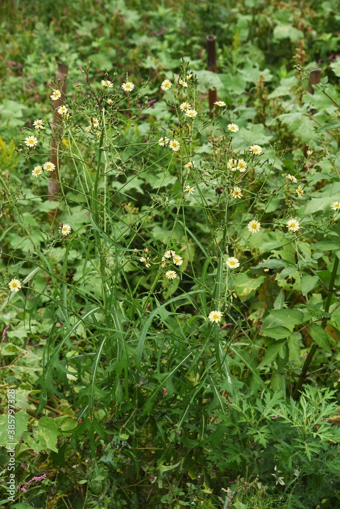 Canvas Prints Lactuca indica (Indian lettuce ) / Asteraceae grass