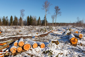 Deforestation. Felled trees logs on a sunshine winter day after cutting down forest.