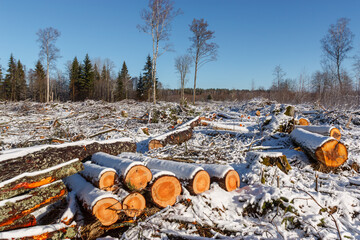 Deforestation. Felled trees logs on a sunshine winter day after cutting down forest.