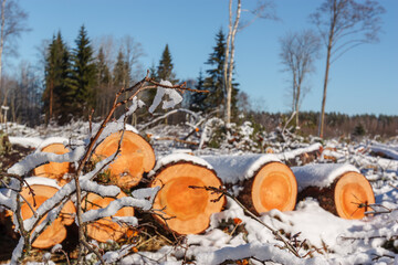Deforestation. Felled trees logs on a sunshine winter day after cutting down forest.