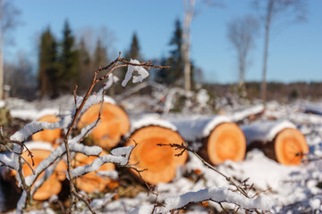 Deforestation. Felled trees logs on a sunshine winter day after cutting down forest.