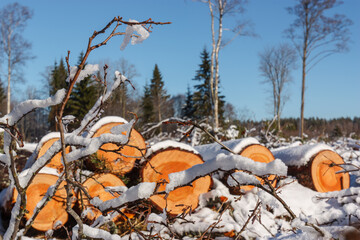 Deforestation. Felled trees logs on a sunshine winter day after cutting down forest.