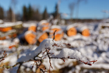Deforestation. Felled trees logs on a sunshine winter day after cutting down forest.