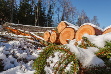 Deforestation. Felled trees logs on a sunshine winter day after cutting down forest.