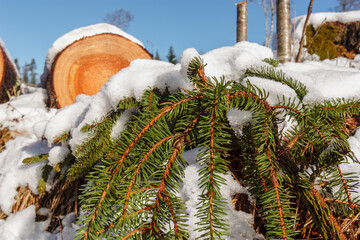 Deforestation. Felled trees logs on a sunshine winter day after cutting down forest.