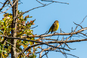 bird on a branch