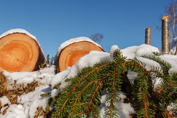 Deforestation. Felled trees logs on a sunshine winter day after cutting down forest.