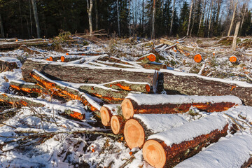 Deforestation. Felled trees logs on a sunshine winter day after cutting down forest.
