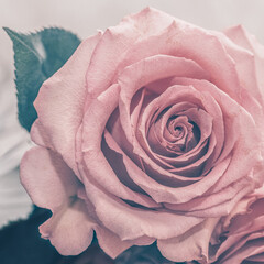 pink rose on blue background