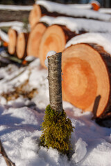 Deforestation. Felled trees logs on a sunshine winter day after cutting down forest.