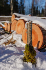 Deforestation. Felled trees logs on a sunshine winter day after cutting down forest.