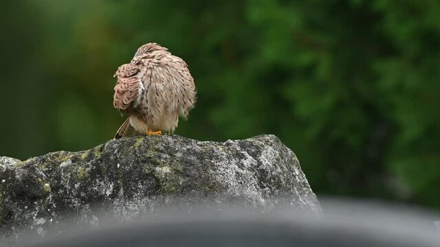Turmfalke