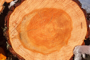 Deforestation. Felled trees logs on a sunshine winter day after cutting down forest.