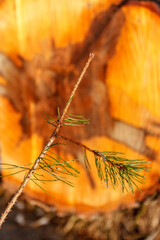 Deforestation. Felled trees logs on a sunshine winter day after cutting down forest.
