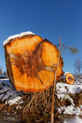 Deforestation. Felled trees logs on a sunshine winter day after cutting down forest.