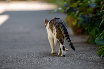 Katze von hinten auf der Straße laufend 