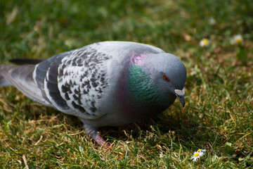 Bird 362