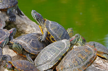 red-eared turtles basking in the sun
