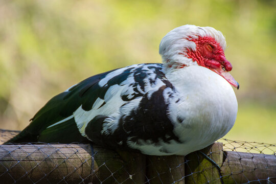 Bird 361